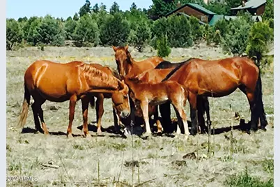 2409 Quarter Horse Trail #227, Overgaard, AZ 85933 - Photo 39