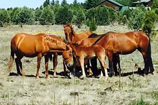2409 Quarter Horse Trl, Overgaard, AZ 85933 - Photo 39
