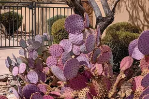 16600 N Thompson Peak Pkwy, Scottsdale, AZ 85260 - Photo 21