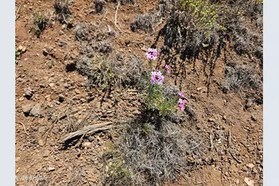 8423 Navajo Drive #-, Show Low, AZ 85901 - Photo 3