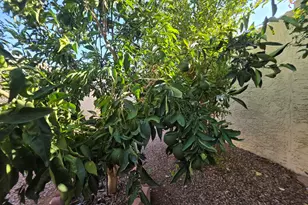 7613 E Jan Ave, Mesa, AZ 85209 - Photo 39