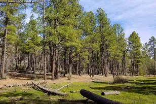 2259 E T Bear Trail, Lakeside, AZ 85929 - Photo 1