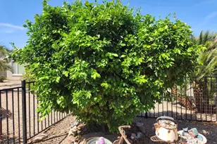 36 S Valencia Ct, Casa Grande, AZ 85194 - Photo 15