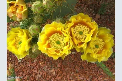 E162 E De Vaca Circle #62, Saint David, AZ 85630 - Photo 17
