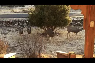 814 W Safari Dr, Eagar, AZ 85925 - Photo 7