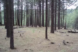 Pcl1&2 Coconino Forest Road 137A, Happy Jack, AZ 86024 - Photo 1