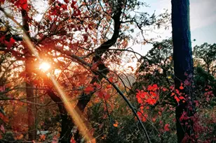 92 W Ralls Dr --, Strawberry, AZ 85544 - Photo 1