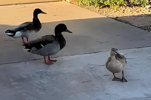 11028 W Crimson Ln, Avondale, AZ 85392 - Photo 25