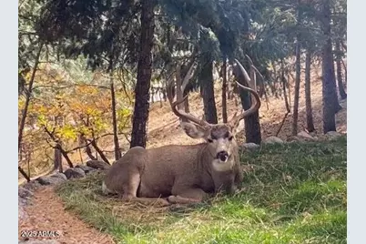 3829 N Pine Road N, Pine, AZ 85544 - Photo 29