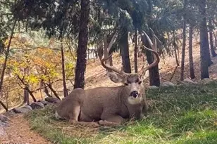 3829 N Pine Road N, Pine, AZ 85544 - Photo 29