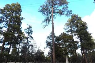 2941 Eagle Ridge Cir, Happy Jack, AZ 86024 - Photo 1