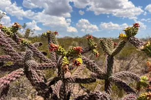Lot 121 Valley Springs --, Douglas, AZ 85607 - Photo 1