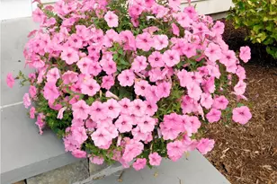 27 Nardolillo St, Johnston, RI 02919 - Photo 49