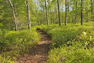 241 Cornell Rd, Tiverton, RI 02878 - Photo 33