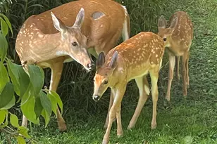 126 W 625 N, Valparaiso, IN 46385 - Photo 63