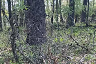 10411 Cynthia Ln, Wheatfield, IN 46392 - Photo 3