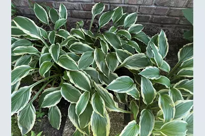 641 D Begonia Street SE, Demotte, IN 46310 - Photo 7