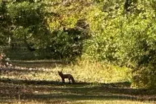 10792 N 600 E, Demotte, IN 46310 - Photo 69