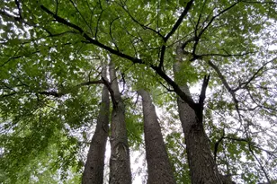 2814 Monnier St, Portage, IN 46368 - Photo 17