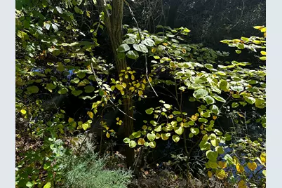 Lot Evergreen Avenue, Portage, IN 46368 - Photo 11