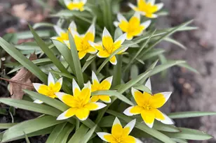 1825 Oriole Dr, Munster, IN 46321 - Photo 31