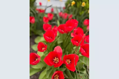 1825 Oriole Drive, Munster, IN 46321 - Photo 29