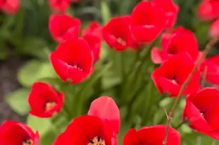 1825 Oriole Dr, Munster, IN 46321 - Photo 29