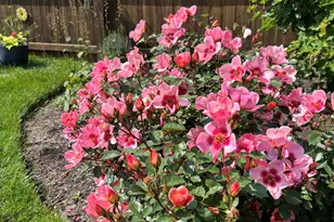 1825 Oriole Dr, Munster, IN 46321 - Photo 27