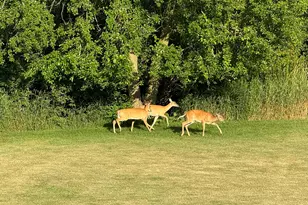 4901 Oriole Ave, Schererville, IN 46375 - Photo 13