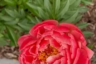 201 Will St, Kouts, IN 46347 - Photo 35