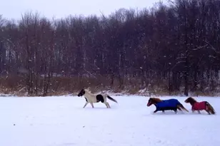 9301 E Division Rd, Mill Creek, IN 46365 - Photo 53