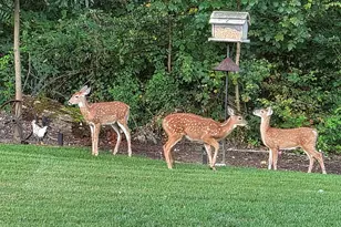 14376 W 185th Ave, Lowell, IN 46356 - Photo 57