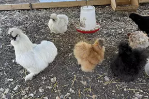 23180 Whitcomb St, Lowell, IN 46356 - Photo 25