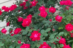 7315 Taney Pl, Merrillville, IN 46410 - Photo 23