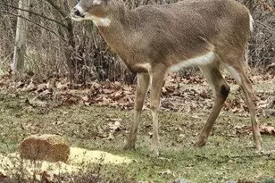 11606 Westvalley Dr, Crown Point, IN 46307 - Photo 35