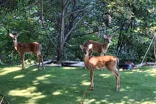 33671 Woodmont Ridge Dr, New Carlisle, IN 46552 - Photo 47