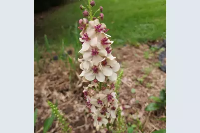 1612 Richards Street, La Porte, IN 46350 - Photo 33