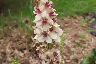 1612 Richards St, La Porte, IN 46350 - Photo 33