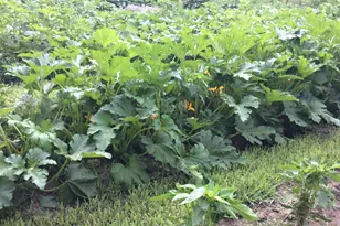 11709 Belshaw Rd, Lowell, IN 46356 - Photo 63