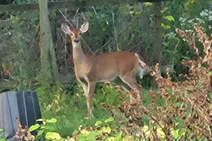 11709 Belshaw Rd, Lowell, IN 46356 - Photo 71