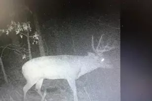 8155 S US 421, San Pierre, IN 46374 - Photo 39