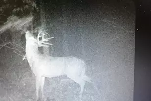 8155 S US 421, San Pierre, IN 46374 - Photo 37