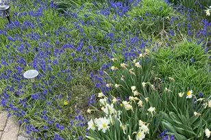 12632 Patnoe Dr, Saint John, IN 46373 - Photo 29