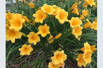 12632 Patnoe Drive, Saint John, IN 46373 - Photo 33