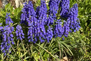 12632 Patnoe Dr, Saint John, IN 46373 - Photo 31