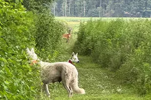 15752 W 400 N, Medaryville, IN 47957 - Photo 37