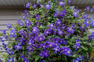 317 Azalea Dr, Hobart, IN 46342 - Photo 19