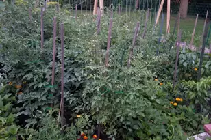 8814 Lee St, Crown Point, IN 46307 - Photo 45