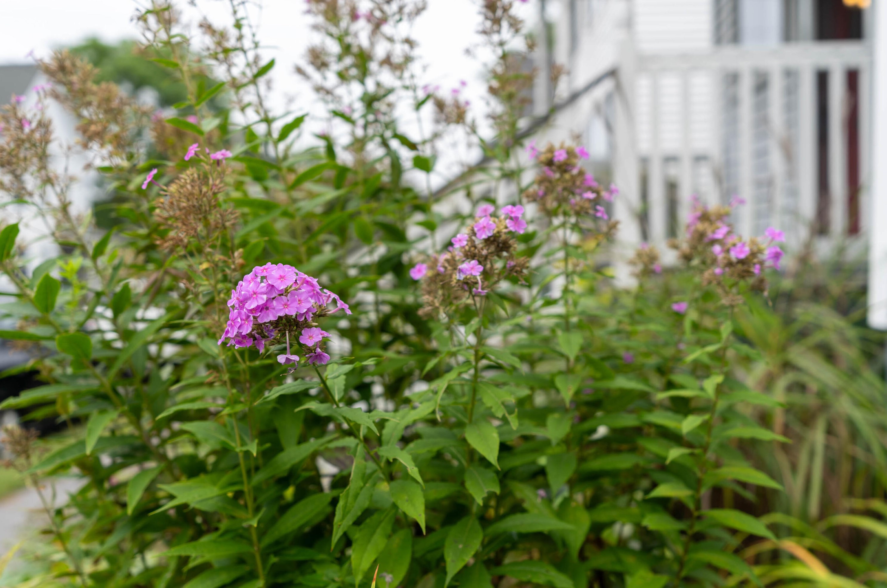 9 Alba St, Portland ME 04103-2503 exterior