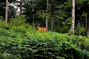 985 N North Main St, Winterport, ME 04496 - Photo 7